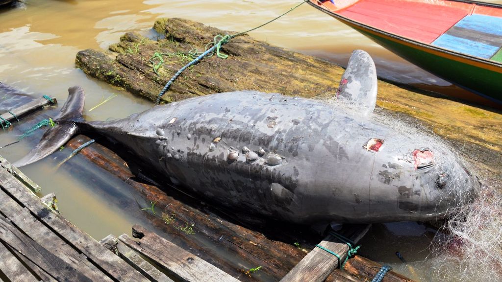  Seekor pesut jantan dewasa mati di Muara Danau Semayang akibat terkena jaring insang. Foto diambil pada 15 April 2024 di Sangkuliman. 