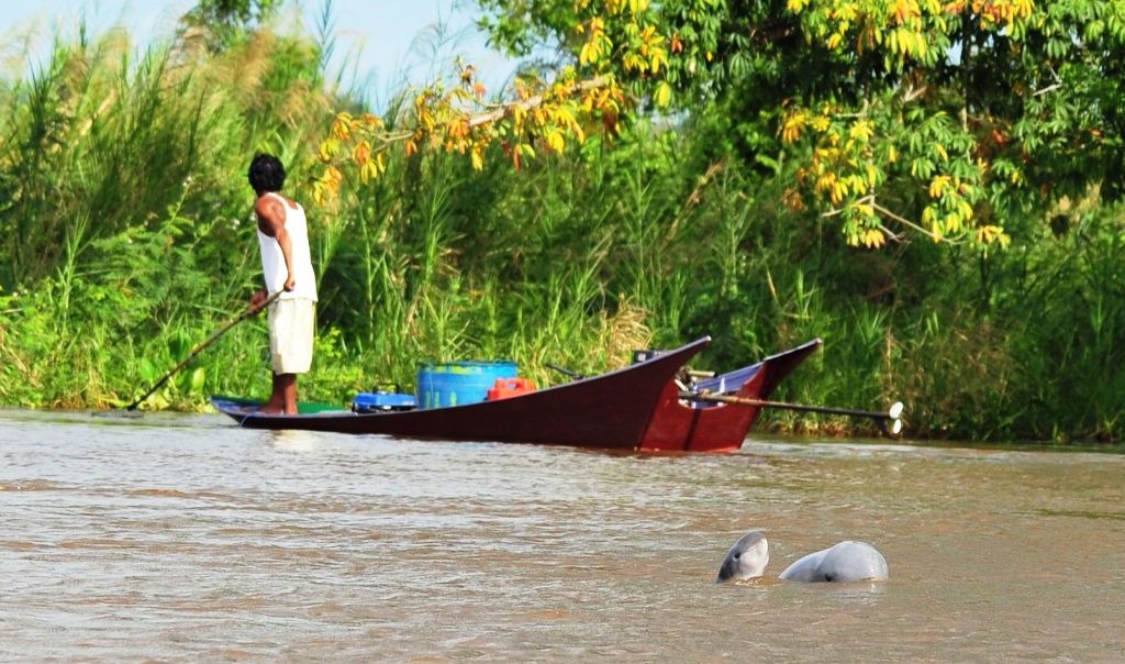  Dua ekor pesut berenang di perairan Sungai Belayan. Foto diambil pada Desember 2017. RASI mencatat aktivitas penggunaan alat tangkap yang merusak turut berkontribusi atas kasus kematian mamalia langka tersebut. 