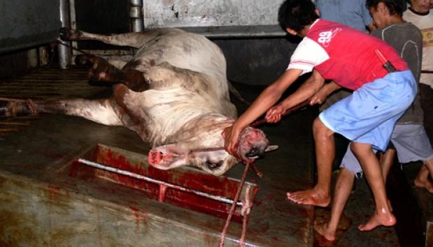 Pengusaha Produk Hewan Wajib Miliki Sertifikat NKV, Begini Syaratnya