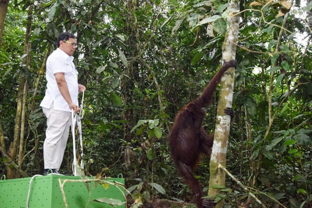 Pupuk Kaltim Bersama Balai TNK dan BKSDA Kaltim Lepas Liarkan Orang Utan