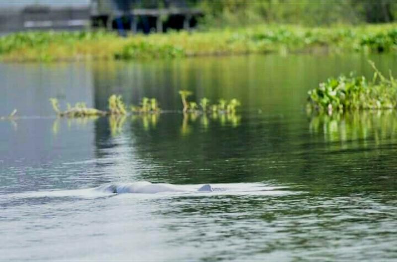 Air Mendangkal, Evakuasi Pesut Dipercepat