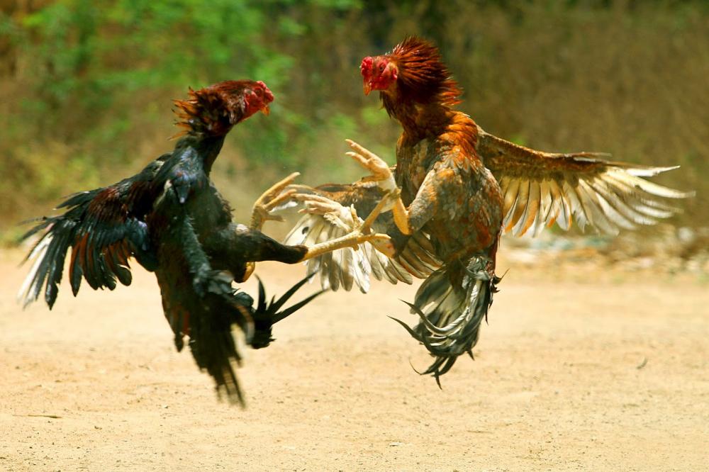 Digerebek, Pejudi Sabung Ayam di Bone Kocar Kacir
