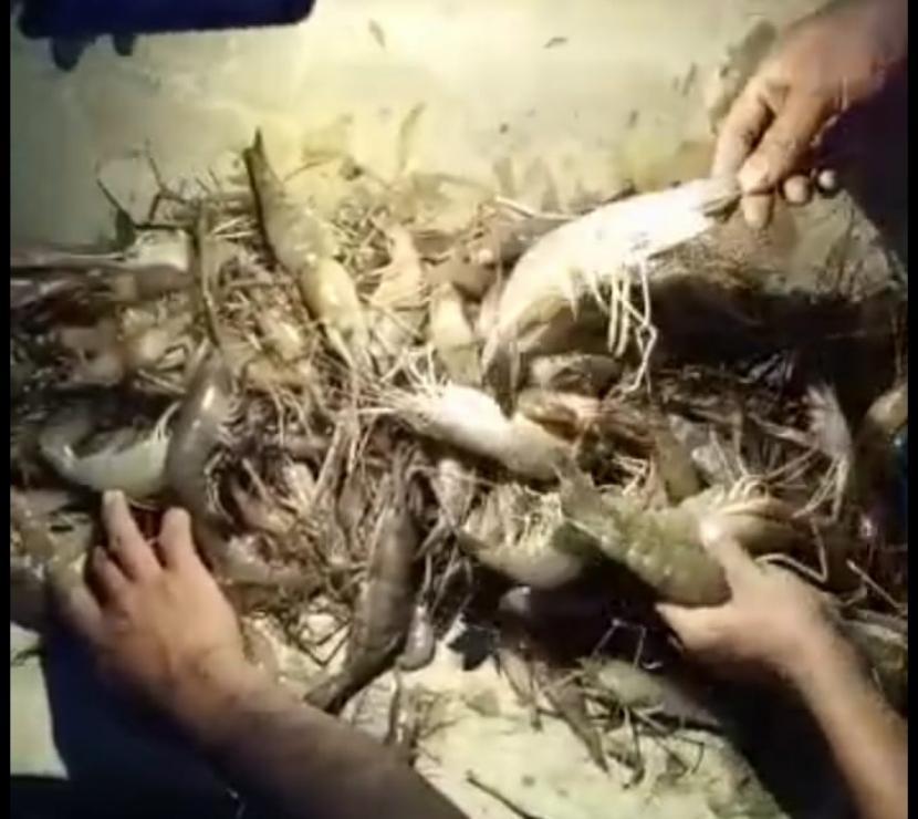 Polisi Buru Pelaku Peracun Ikan di Sungai Guntung Bontang