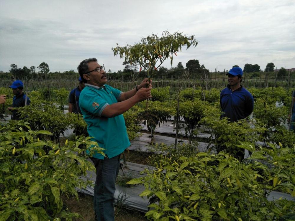 Meminimalisir Penyakit Holtikultura, DKP3 Bontang Gelar Praktik Lapangan PTH