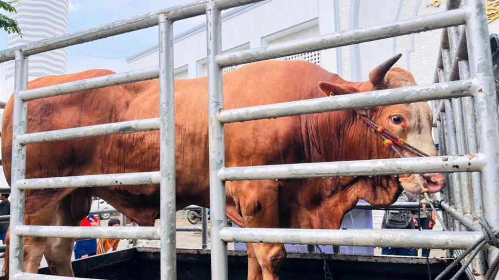 "Miliar" Sapi Kurban Presiden Tiba di Samarinda, Wali Kota Tambah 20 Ekor 