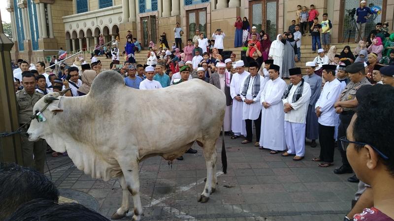 Masjid Islamic Center Samarinda Terima Sapi Kurban Jokowi