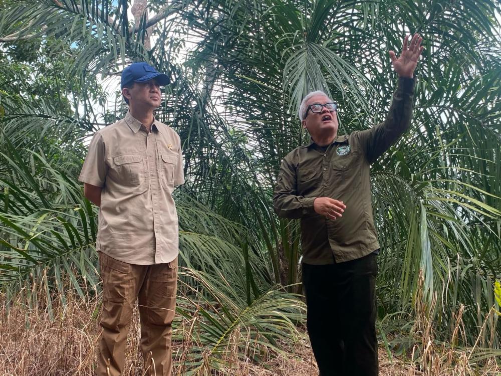 Lahan Konservasi Orangutan Samboja Dirambah Sawit, Menteri Transmigrasi Turun Gunung