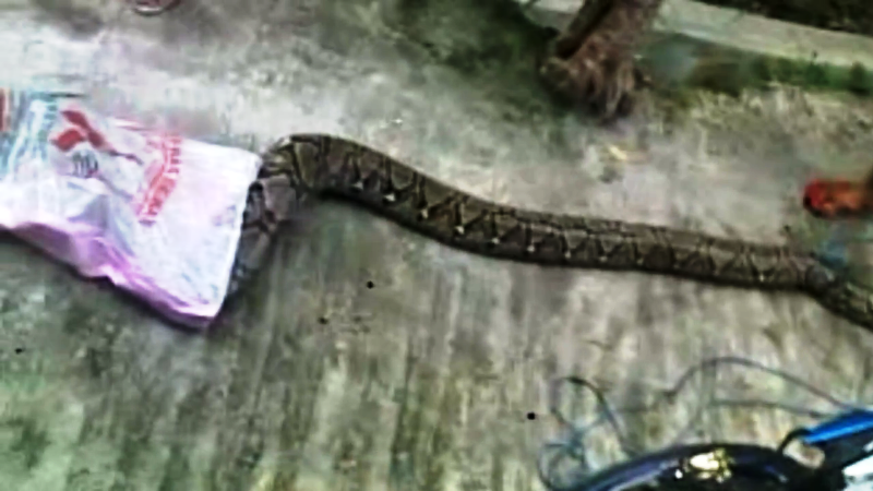 Telan Kucing dan Ayam, Ular Python Ditangkap Warga