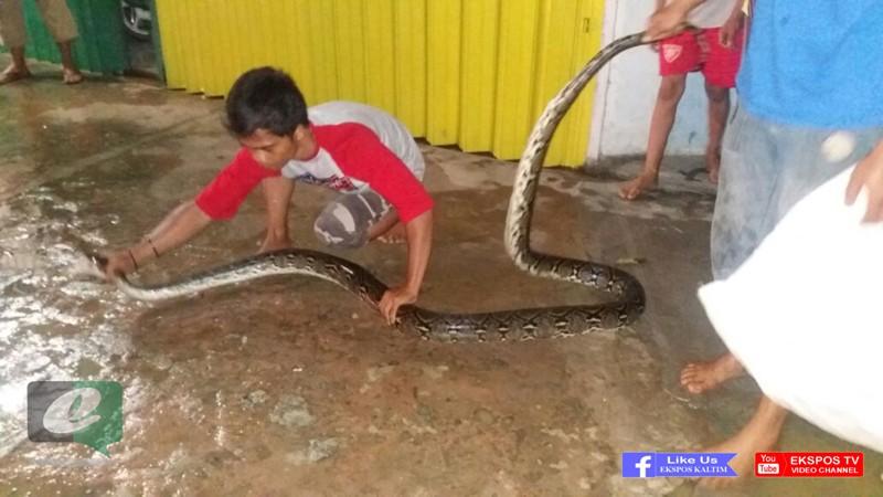 SIBUK NGURUSIN BANJIR, WARGA NYARIS DIPATOK ULAR