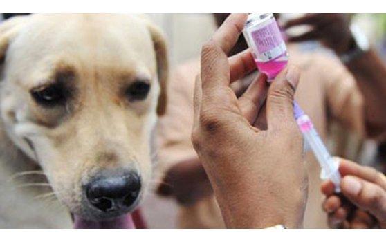 Cegah Rabies, DKP3 Bontang Rutin Gelar Vaksinasi Gratis