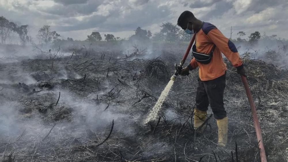 Hadapi El Nino, IKN Pasang Sensor Karhutla di 7 Titik Rawan