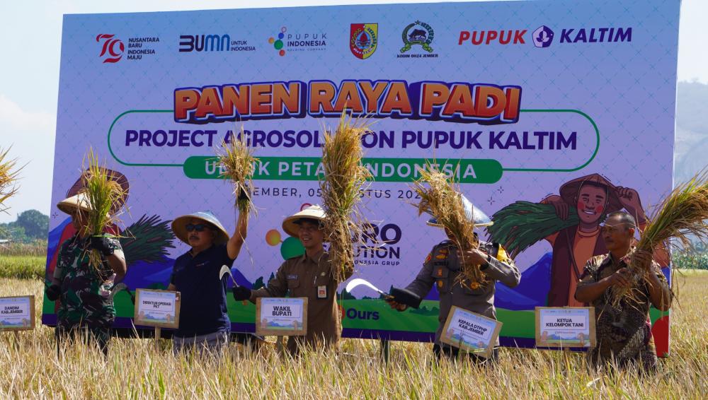 Program Agrosolution Pupuk Kaltim Berhasil Naikkan Produksi Padi di Jember