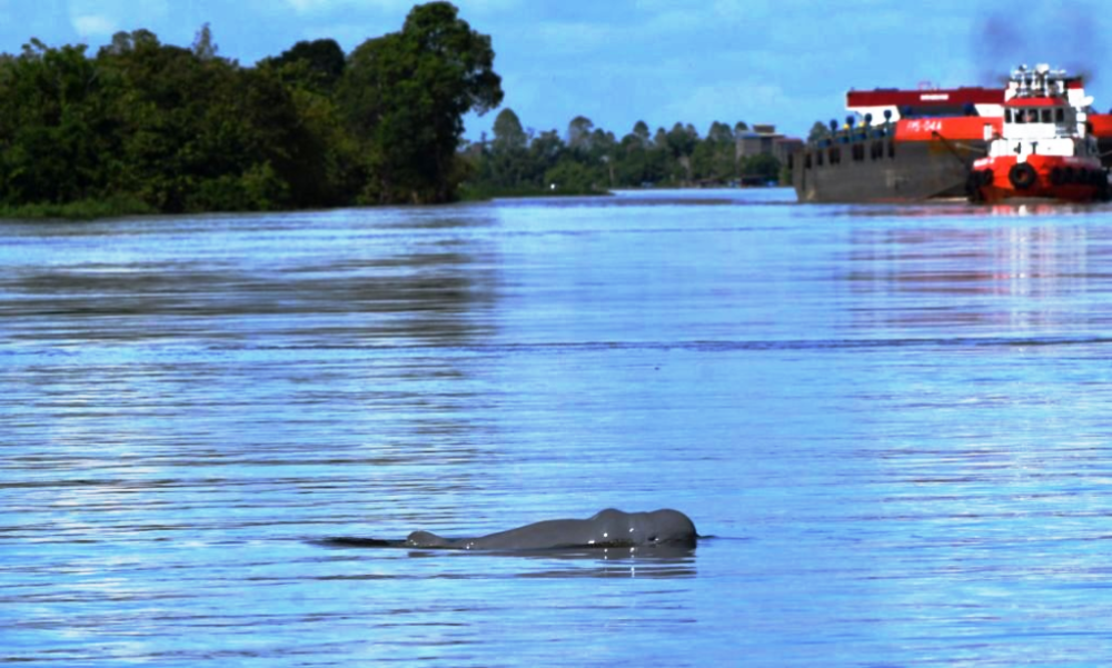 Sungai Mahakam Surut, Pesut Hadapi Ancaman Baru 