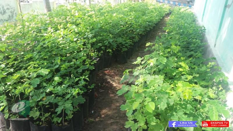 Sinergi Green City Bontang, Karang Taruna Bontang Lestari bibit 3000 Pohon Peneduh