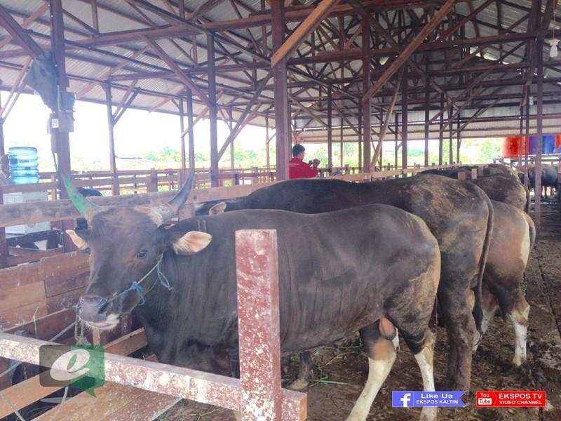 LIMBAH TEMPAT PENAMPUNGAN SAPI DI BONTANG MERESAHKAN WARGA