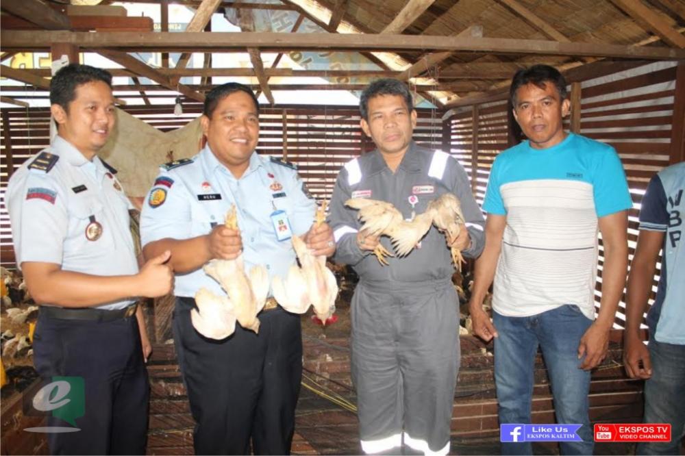 Lapas Kelas III Bontang Panen Perdana 250 Ekor Ayam Ternak