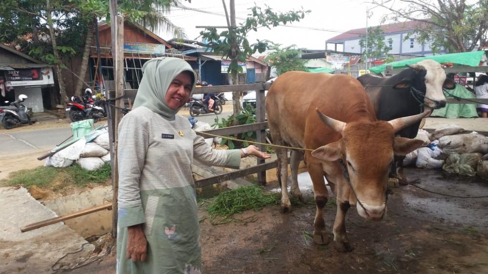 Cegah Antraks, DKP3 Bontang Rutin Periksa Hewan Ternak