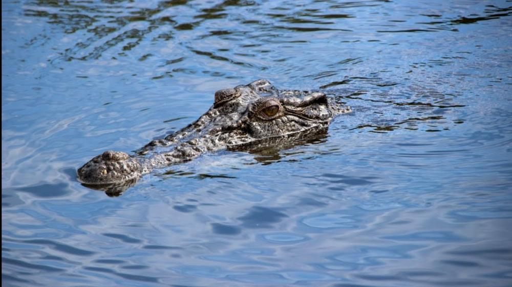 Warga Kanaan Kerap Digegerkan Penampakan Buaya, Lurah Deddy: Jangan Diganggu! 