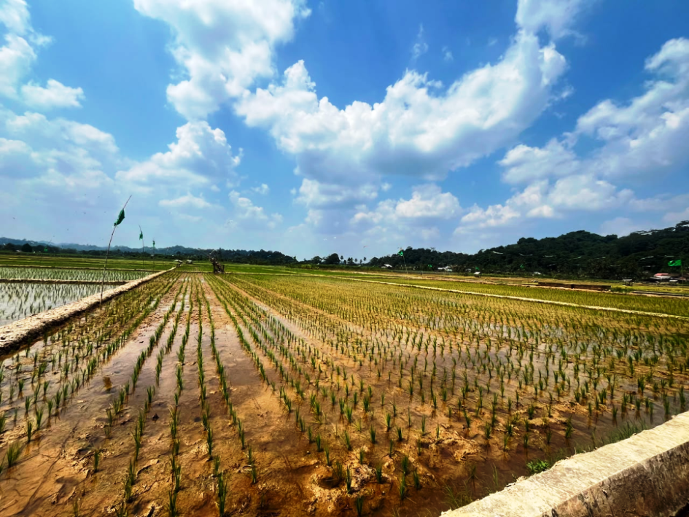 Kemarau Tekan Pertanian Samarinda, 654 Hektare Lahan Kekurangan Air