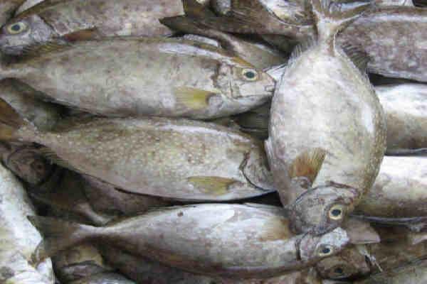 DKP3 Bontang Dorong Pemerintah  Bentuk Perlindungan Ikan Bawis