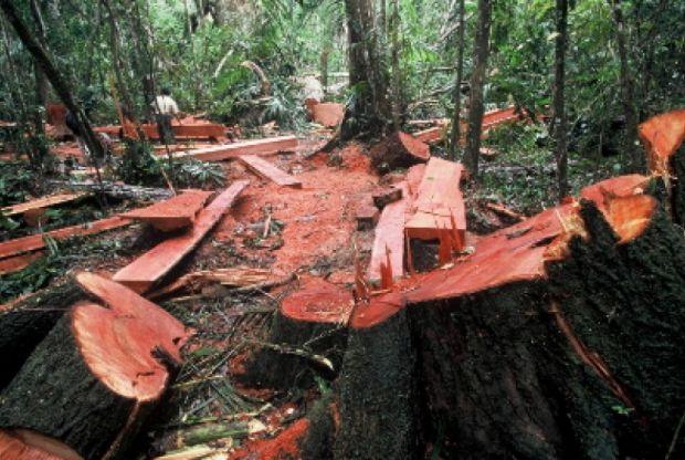 BLH TEGASKAN TAK PUNYA WEWENANG TANGANI KASUS HUTAN LINDUNG