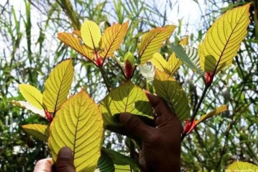 Kratom Kukar Tembus AS hingga Eropa, Ekspor 300 Ton Per Bulan 