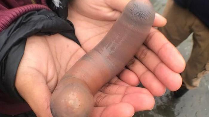 Pantai California Diserbu Ikan Penis