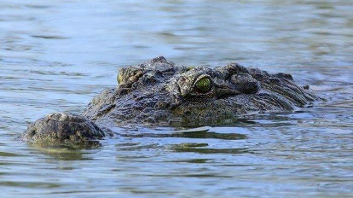 Cemaskan Buaya, Camat Bontang Barat Imbau Warga Tidak Turun Sungai