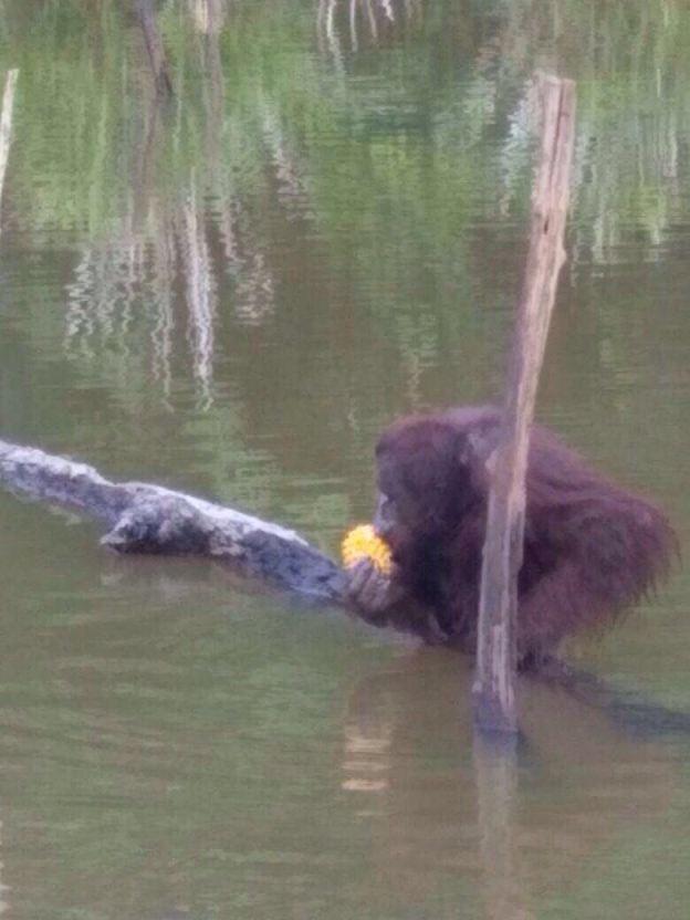 Seekor Orangutan Mati, 130 Butir Peluru Bersarang di Tubuhnya