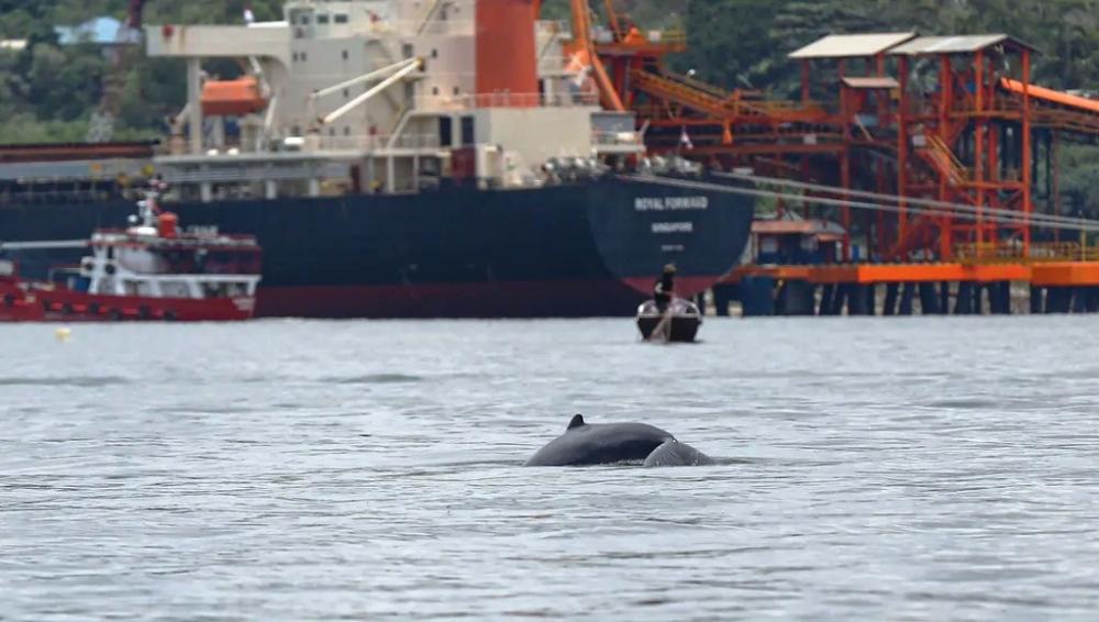 Jembatan Sungai Riko–IKN Belum Dibangun, Pesut Teluk Balikpapan Sudah di Ujung Tanduk