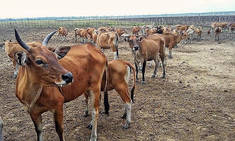 Kembangkan Industri Gula dan Peternakan Sapi, PT. Jhonlin Batu Mandiri Kucur Rp 2,2 Triliun