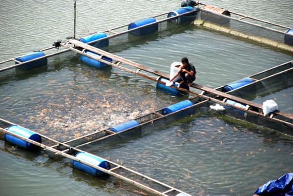 Optimalisasi Sektor Maritim, Pemkot Bontang Intens Bina Pelaku Usaha Budidaya