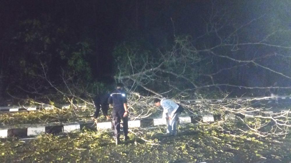 POHON TUMBANG DI JALAN PUPUK RAYA, DIAREA BUNDARAN SINTUK