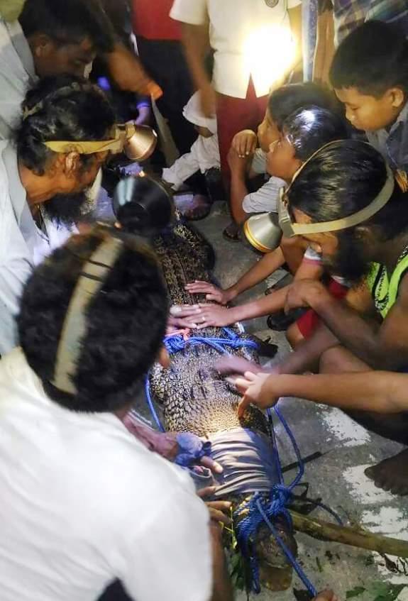 Buaya 4 Meter Berhasil Ditangkap Warga di Bontang Lestari