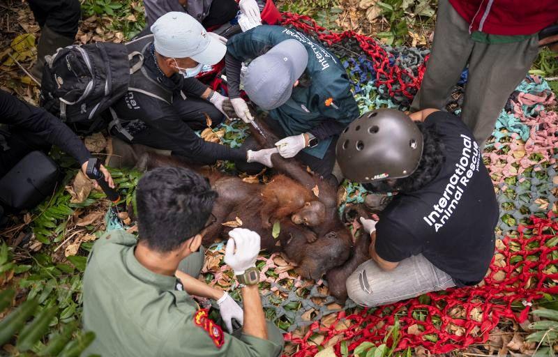 Karhutla Ketapang Kepung Habitat, Induk dan Anak Orangutan Dievakuasi
