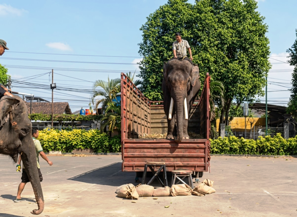 Di Balik Translokasi Gajah Sumatera ke Kaltim, JATAM Endus Aroma Greenwashing 