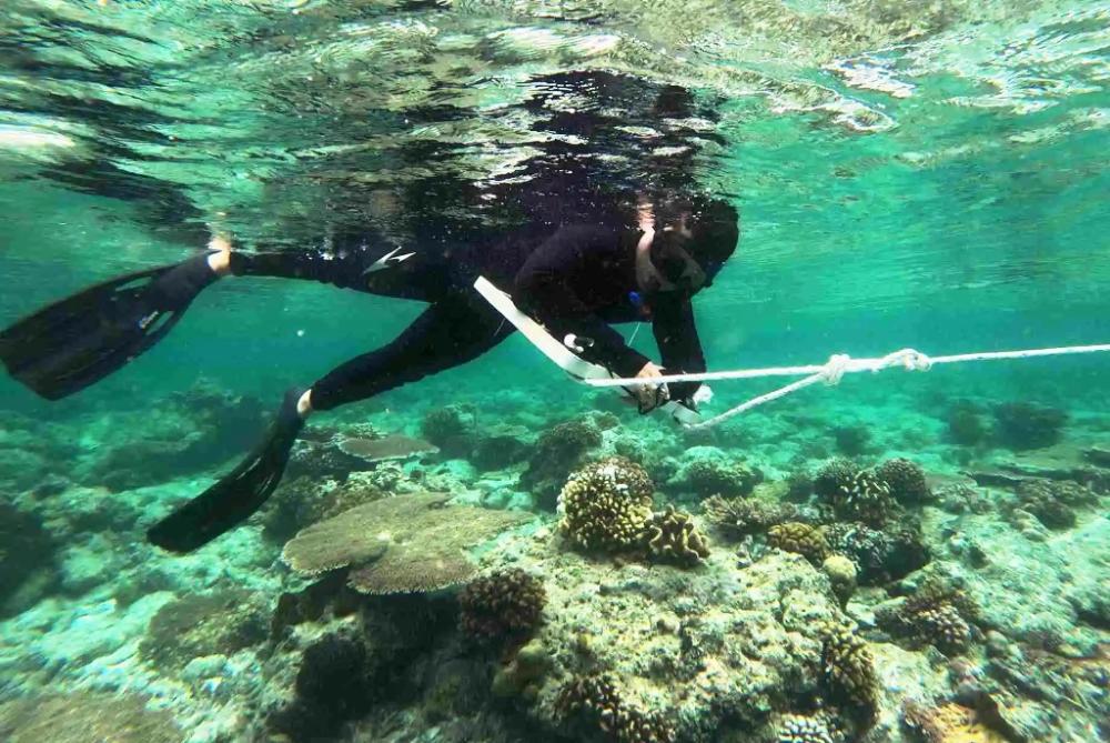 Capaian Perlindungan Laut Kaltim Masih Jauh dari Target