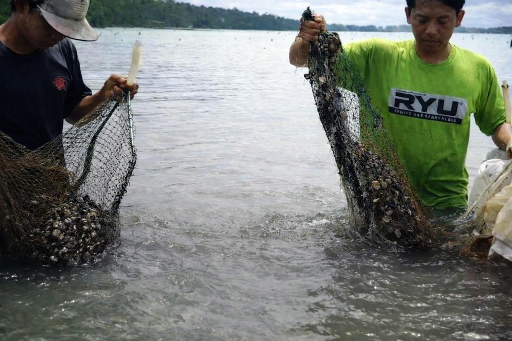 Kerang Dara Muara Badak Jadi Primadona, Potensinya Capai 3.800 Ton