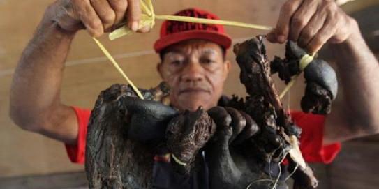 Di Kalteng, Orang Utan Ditembak Lalu Dimasak 