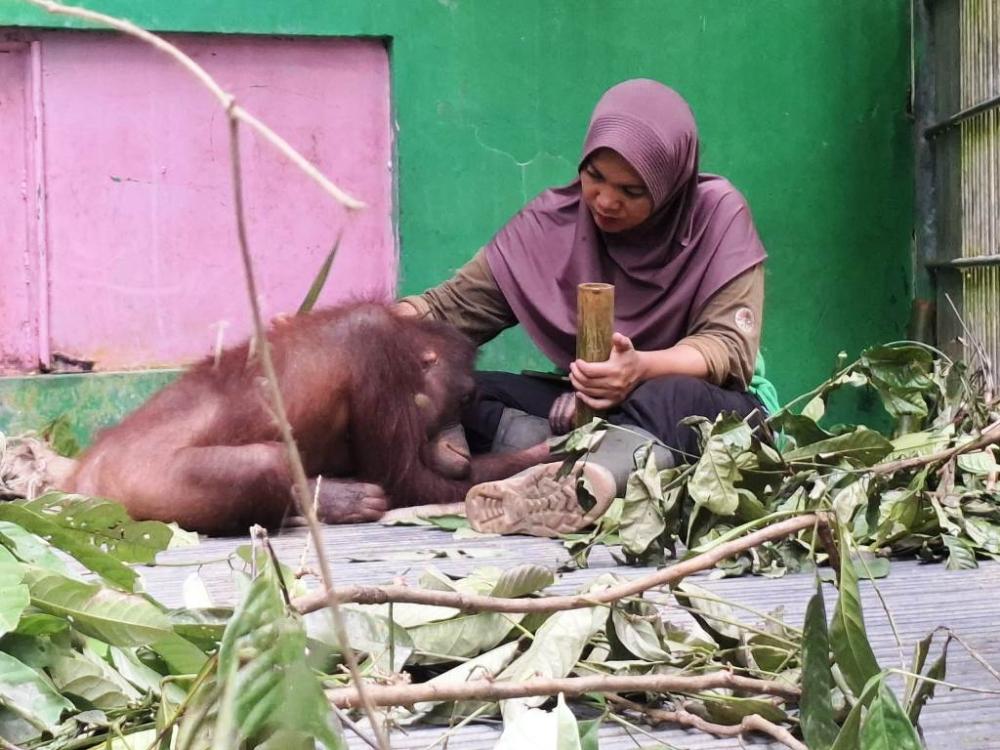 Trauma Lestari, 6 Tahun Belajar di Alam Samboja Balik Kandang Saat Karhutla Datang