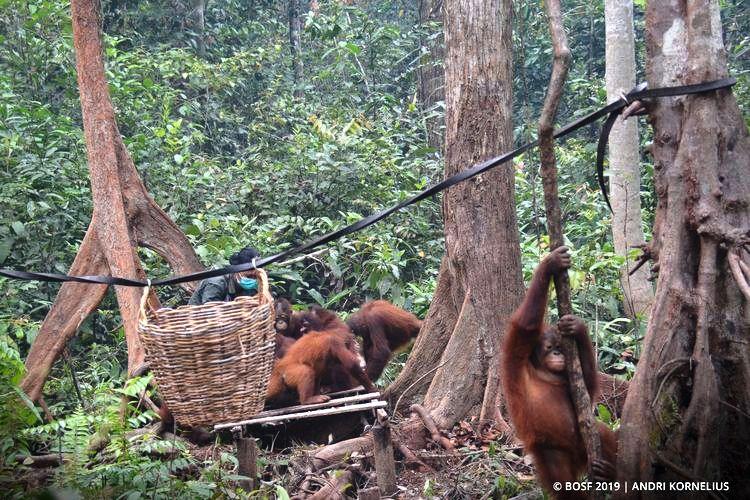 Kaltim Pionir Insentif Pelestarian Hutan Lewat FCPF