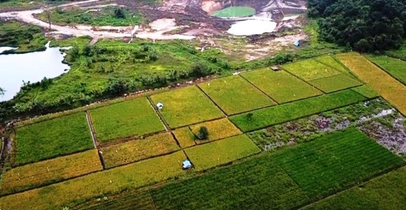 Sokong Ekonomi Hijau, Pemprov Kaltim Sulap Lahan Pascatambang Jadi Kawasan Pangan Terpadu