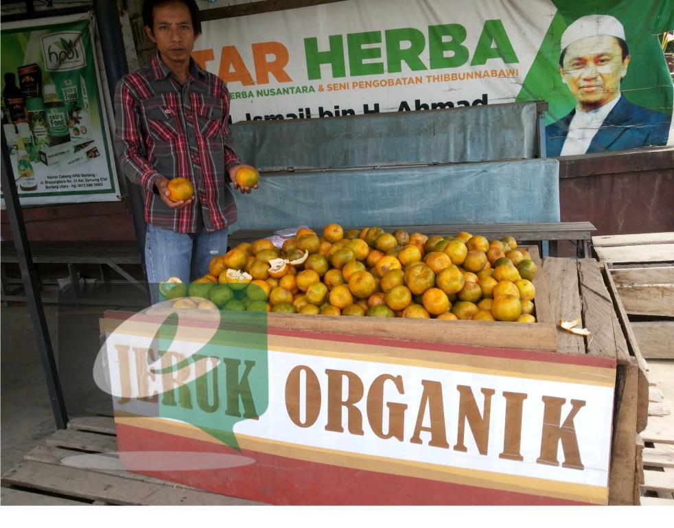 MESKI KURANG PEMBELI, PENJUALAN JERUK ORGANIK TETAP MENAKJUBKAN
