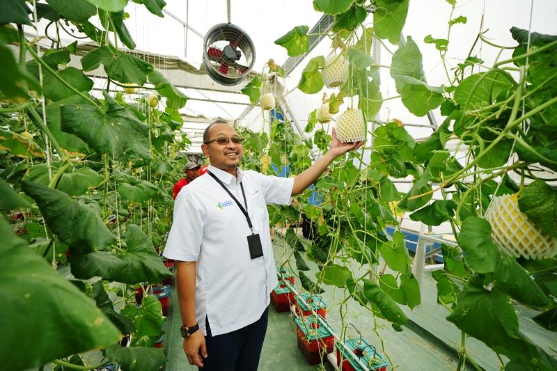 Smart Green House Binaan Pupuk Kaltim Panen Perdana Melon Inthanon