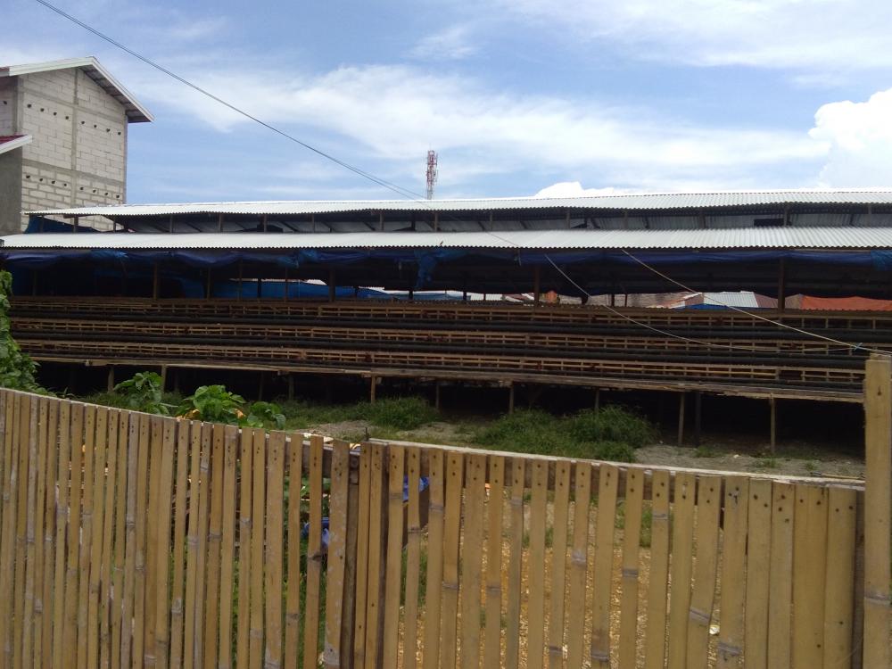 Warga Bajoe Bone Keluhkan Kandang Ayam, Merasa Hidup Bagai Bangkai