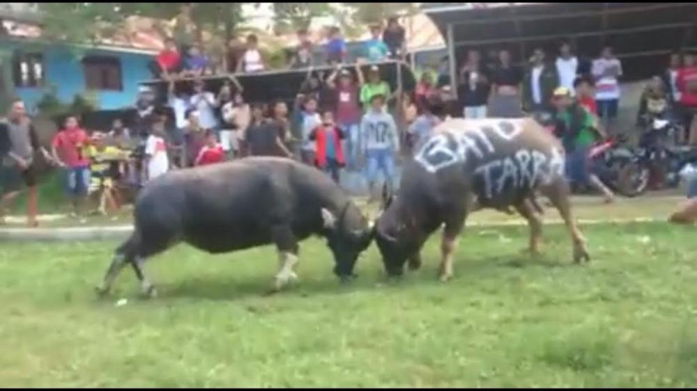 Mengenal Tradisi Maâ€™Pasa Tedong Suku Toraja