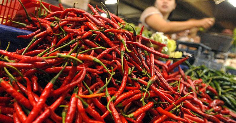 DKP3 Bontang Bimbing Petani dan PKK Penuhi Cabai di Pasaran