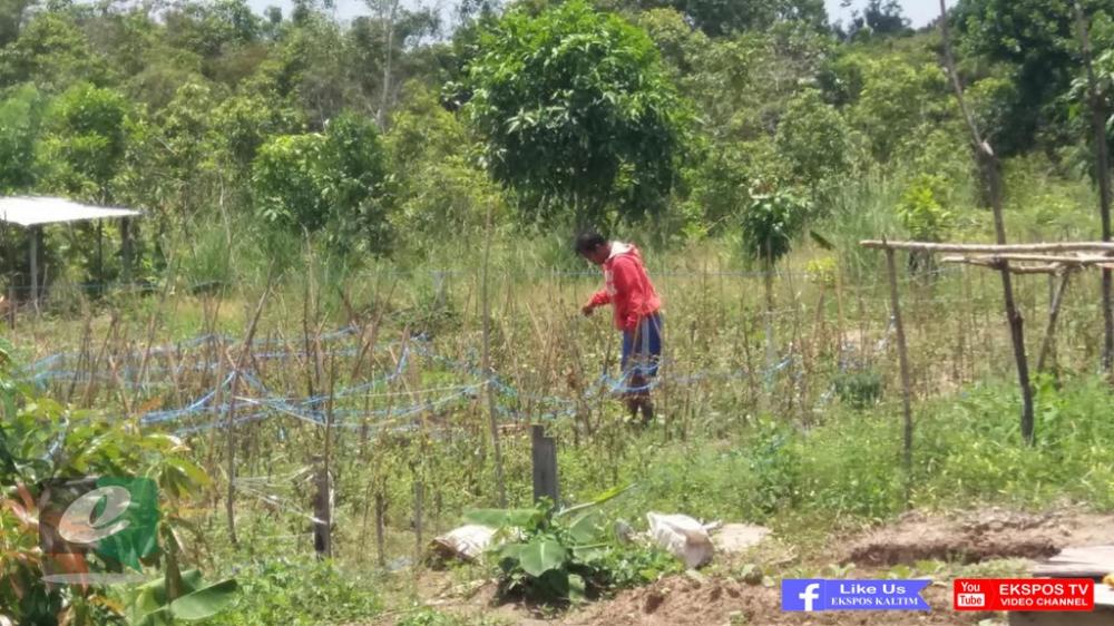 Karang Taruna Bontang Lestari Eksis Walau Tanpa Sokongan Dana Pemerintah