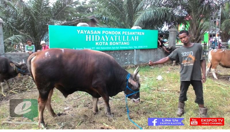 HEGEMONI TERNAK LUAR DAERAH JELANG HARI RAYA KURBAN