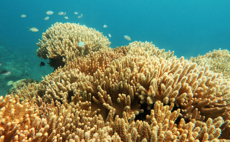 DKP3 Bontang Sukses Remajakan Terumbu Karang